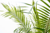 Phoenix Roebelenii am Stamm - 210cm - 200cm