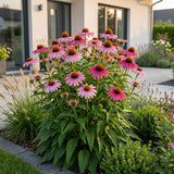 Échinacée pourpre Magnus - Echinacea purpurea - H 15-25 cm, pot Ø11 cm - photo 6