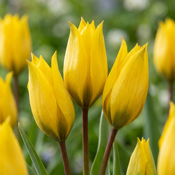 Tulipe sauvage sylvestris