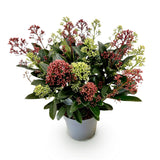 1x - Terrassenpflanze - Skimmia japonica Festival - Blüten Weiß & Rot - 15+ Blüten - 1 Pflanze - Winterhart - Topf 15cm Höhe 30cm