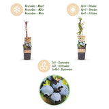Myrtillier Bluecrop - Vaccinium corymbosum - 2 plants - H 50 cm, pot Ø15 cm