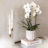 Orchidées Phalaenopsis blanches Niagara Fall White- pot Ø12 cm - photo 4