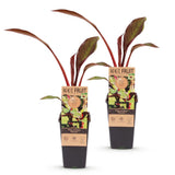Bananier rouge d'Abyssinie Maurelii - H 50 cm, pot Ø15 cm