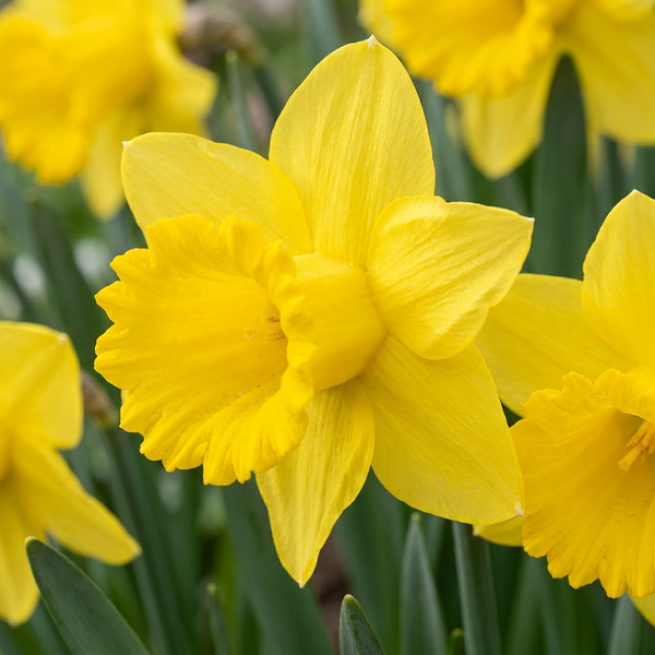 Narcisse jaune