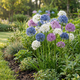 Ail d'ornement en mélange Buzzing Beauties