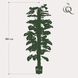 Künstliche Monstera deliciosa H180cm