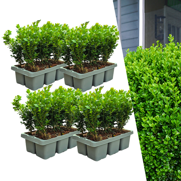 4 x 6er-Pack Buchsbaum NewGen Freedom – Winterharte Immergrüne Sträucher 24 x Ø7 cm - ↕15 cm | Kompakter Buchsbaum