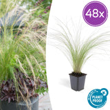 Stipa tenuissima Ponytails en godet - Cheveux d'ange - H 10-25 cm, pot Ø9 cm