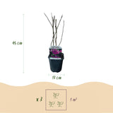 Green boutiQ - Sträucher - Magnolie Susan - Blüten dunkelrosa - 1 Pflanze - laubabwerfend - pflegeleicht - Topf 17cm Höhe 45cm
