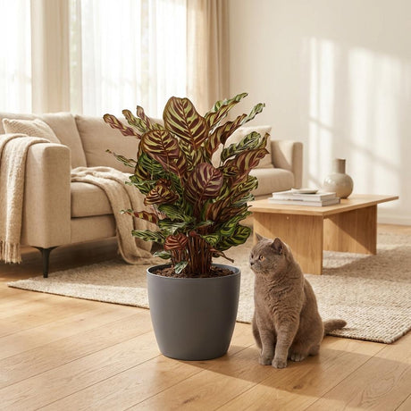 Green boutiQ – Zimmerpflanze – Pfauenpflanze – Calathea Makoyana – Grün – Pflegeleicht – 1 Pflanze – mit Korb – Topf 19cm – Höhe 70cm