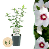 Green boutiQ - Gartenpflanze - Hibiscus syriacus Red Heart - Gartenhibiskus - Winterhart - Weiß - Rot - 3 Pflanzen - Topf 17cm - Höhe 45cm