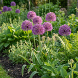 Ail d'ornement Purple Sensation