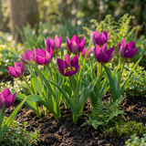 Tulipe botanique Persian Pearl - calibre 6/7