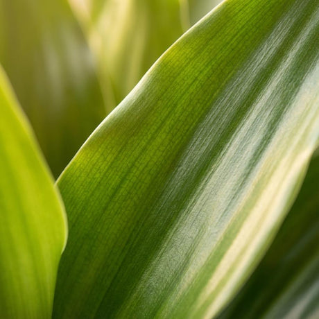 Green boutiQ - Zimmerpflanze - Drachenbaum Janet Craig - Dracaena Janet Craig - Grün - Wenig Pflege - 1 Pflanze - Topf 21cm - Höhe 90 - 100cm