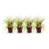 Green boutiQ - Ziergräser - Carex oshimensis Everillo - Gelb - 4 Pflanzen - Immergrün - Wenig Pflege - Topf 17cm Höhe 50cm