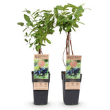 Green boutiQ - Fruitplanten - Honigbeere - Lonicera caerulea Kamtschatika - Blaubeere - 2 Pflanzen - Topf 15cm Höhe 50cm