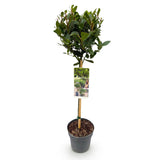 Green boutiQ - Gartenpflanze - Laurus nobilis - Stammbaum - Terrassenpflanze - Immergrün - Pflegeleicht - Topf 19cm Höhe 90cm