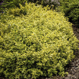 Fusain Emerald 'n' Gold en godet - Euonymus fortunei - H 10-25 cm, pot Ø9 cm - photo 6