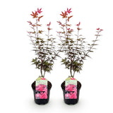 Green boutiQ - Terrassenpflanze - Japanischer Ahorn - Acer palmatum Skeeters Broom - Violett - 2 Pflanzen - Laubabwerfend - Topf 19cm Höhe 70cm