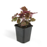 Heuchère Palace Purple en godet - Heuchera micrantha - H 10-25 cm, pot Ø9 cm - photo 3
