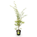 Érable du Japon Sangokaku - H 90 cm, pot Ø26 cm