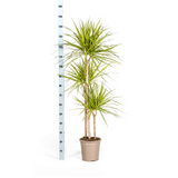Drachenbaum Marginata Sunray Ø24cm - ↕130 - 150cm