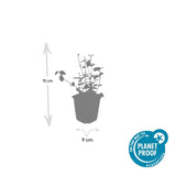 Fusain rampant Coloratus en godet - Euonymus fortunei - H 10-25 cm, pot Ø9 cm - photo 2