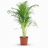 Green boutiQ - Zimmerpflanze - Goldpalme - Dypsis Lutescens Areca - Grün - Pflegeleicht - 1 Pflanze - Topf 21cm - Höhe 90 - 100cm