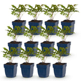 Astilbe en mélange - H 15-25 cm, pot Ø11 cm