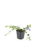 Petite pervenche Ralph Shugert en godet - Vinca minor - H 10-25 cm, pot Ø9 cm - photo 5