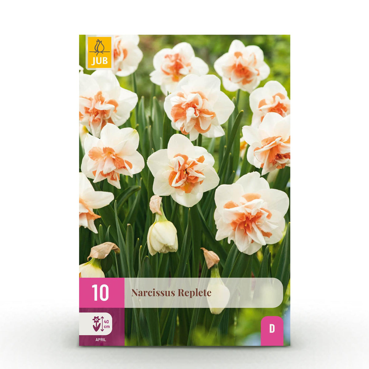 Green boutiQ - Blumenzwiebeln - Narzisse Replete - Farbe Weiß und Orange - 10 Stück - Zwiebelgröße 10/12 - XXL Pack