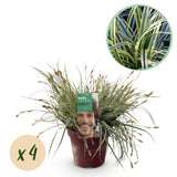Green boutiQ - Ziergräser - Carex oshimensis Everest - Weiß und Grün - 4 Pflanzen - Immergrün - Wenig Pflege - Topf 17cm Höhe 50cm