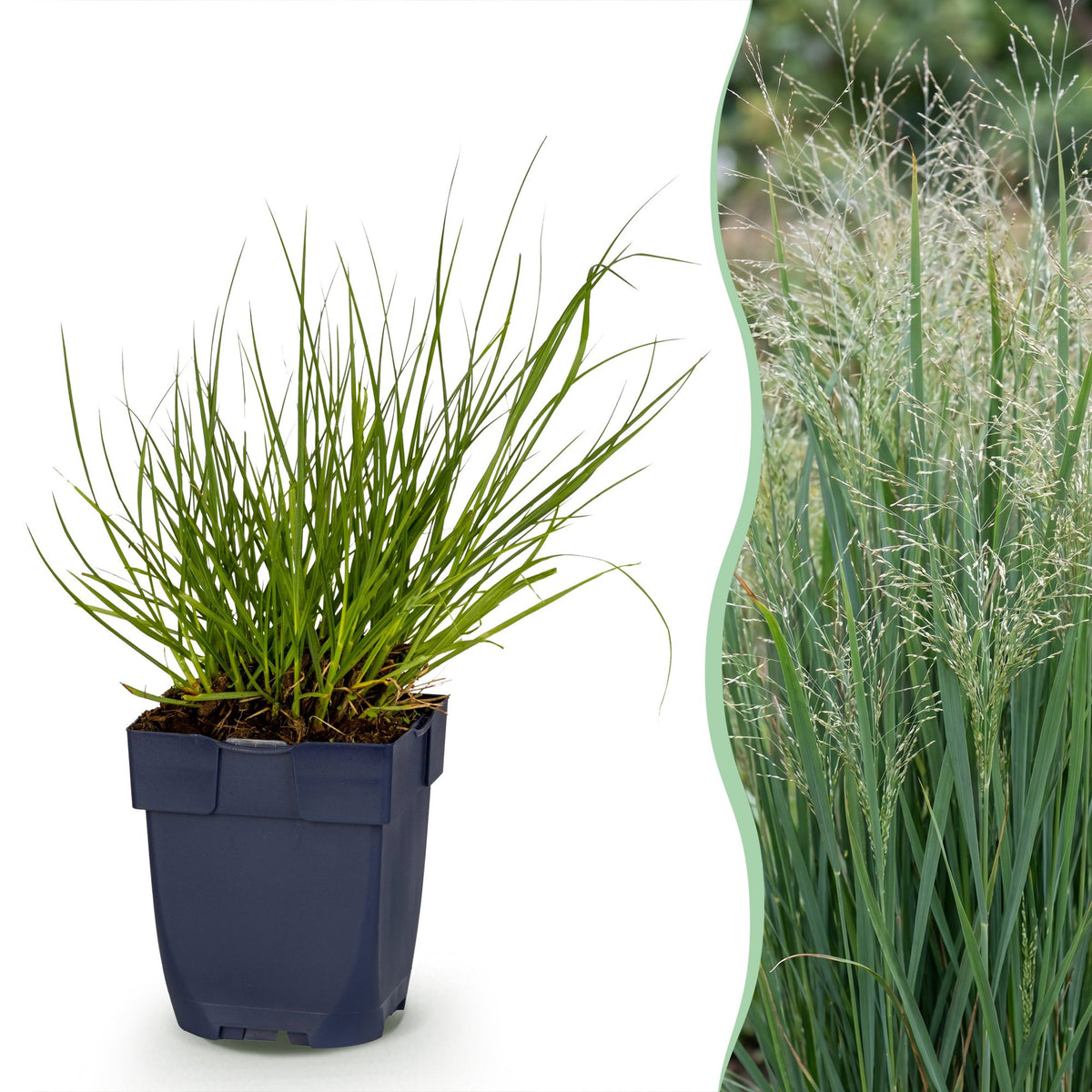 Panicum Northwind - H 15-25 cm, pot Ø11 cm