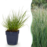 Panicum Northwind - H 15-25 cm, pot Ø11 cm