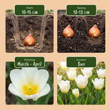 Tulipe triomphe blanche