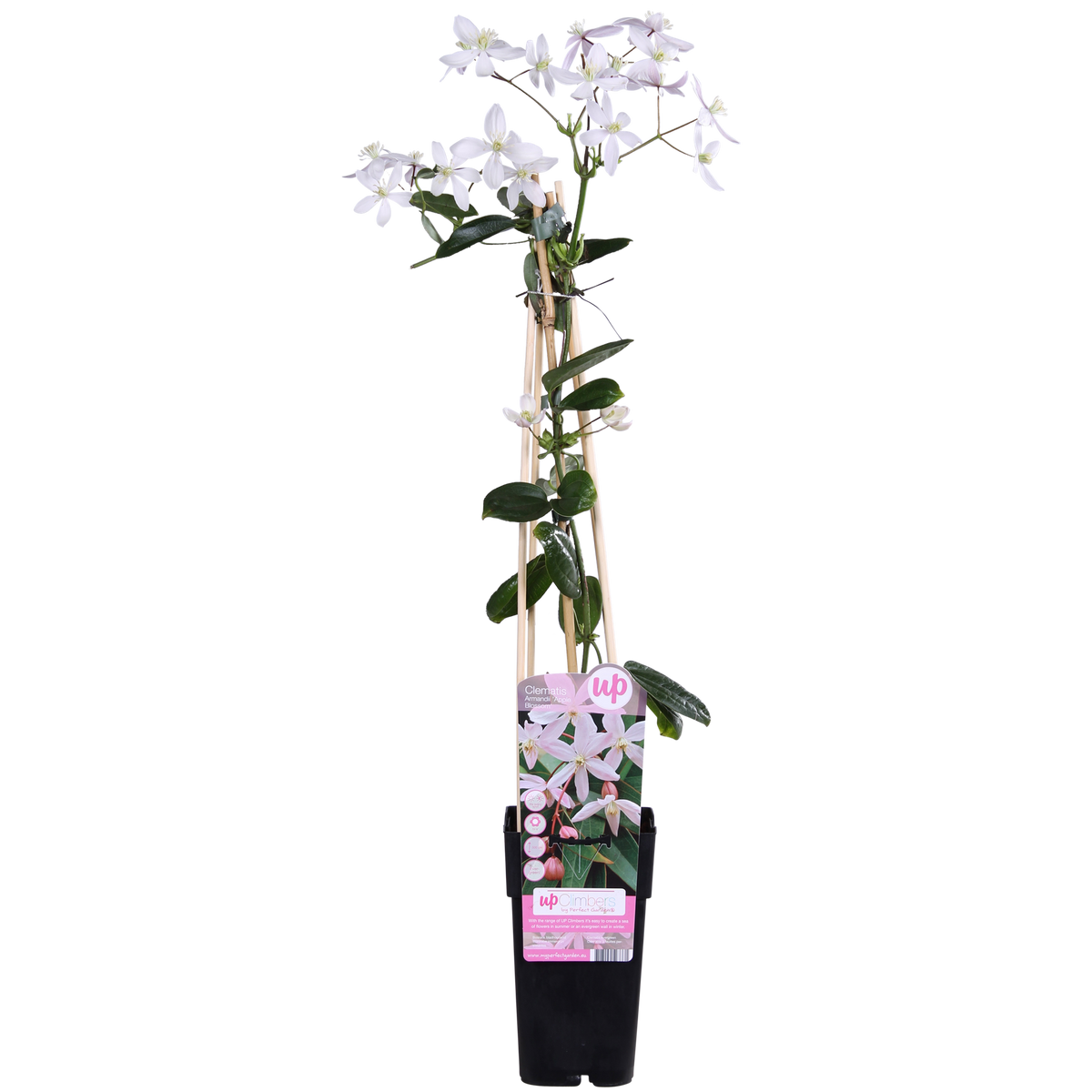 Clematis armandii Apple Blossom - Immergrüne Clematis Hellrosa - Ø15cm - ↕65cm