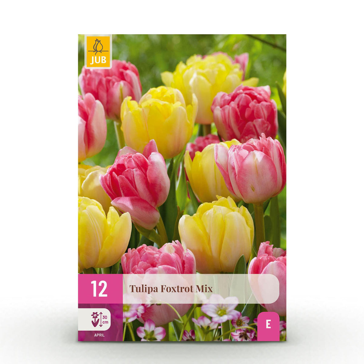 Green boutiQ - Blumenzwiebeln - Tulpe Foxtrot Mix - Verschiedene Farben - 12 Stück - Zwiebelgröße 11/12 - XXL Pack
