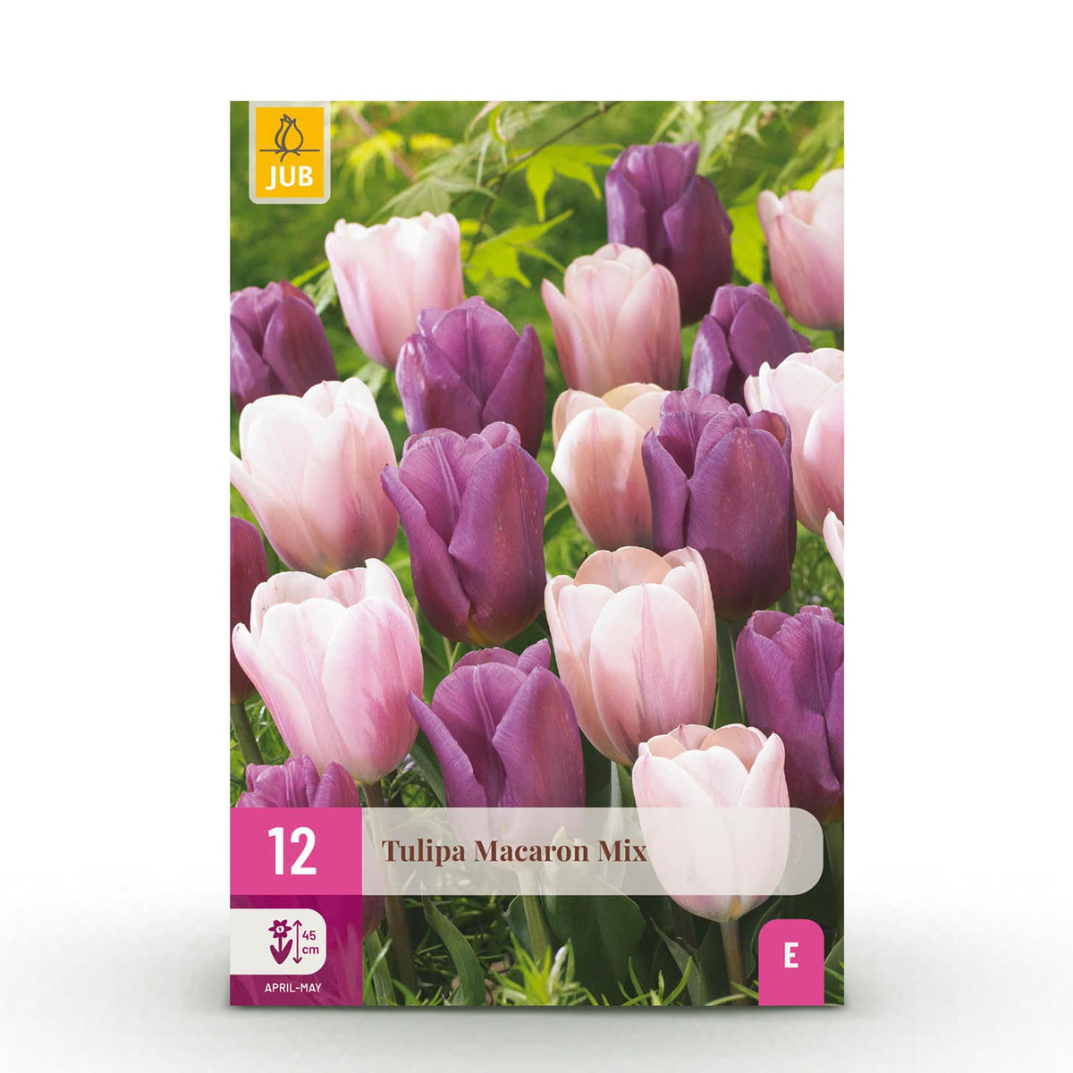 Green boutiQ - Blumenzwiebeln - Tulpenmischung Macron - Verschiedene Farben - 12 Stück - Zwiebelgröße 11/12 - XXL-Packung