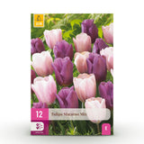 Green boutiQ - Blumenzwiebeln - Tulpenmischung Macron - Verschiedene Farben - 12 Stück - Zwiebelgröße 11/12 - XXL-Packung