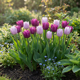 Tulipe Candy Purple Prince en mélange - calibre 11/12