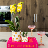 Kolibri Company | Pflanzenset Smiley | Gelbe Phalaenopsis Orchidee Albenga Ø9cm und Sukkulente inkl. Keramik-Ziertöpfe