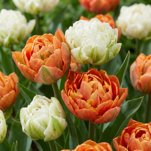 Tulipe Candle Light