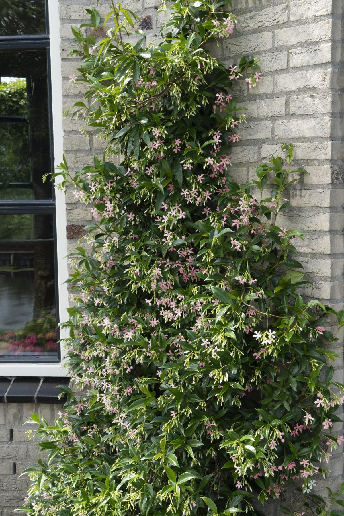 Jasmin étoilé Star of Ibiza - Trachelospermum jasminoides - 2 plants - H 65 cm, pot Ø15 cm