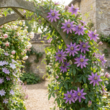 Passiflore Lavender Lady - Passiflora - H 35 cm, pot Ø9 cm - photo 4