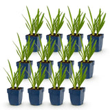 Agapanthe bleue - H 15-25 cm, pot Ø11 cm - photo 2