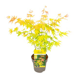 Érable du Japon Orange Dream - Acer palmatum - H 30 cm, pot Ø15 cm