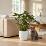 Green boutiQ - Zimmerpflanze - Philodendron - Philodendron Xanadu - Grün - Pflegeleicht - 1 Pflanze - Topf 19cm - Höhe 60cm