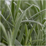 1x 6er-Pack Lavendel angustifolia – 6 x Ø7 cm – ↕15 cm