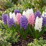 Jacinthe pastel en mélange