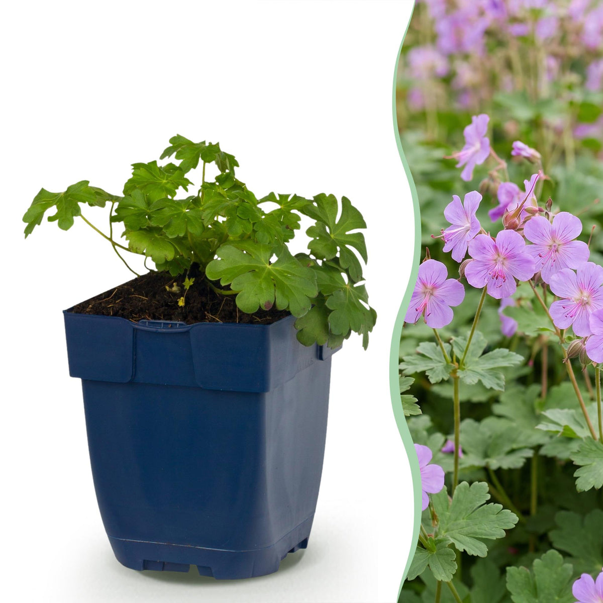 Géranium vivace Cambridge - H 15-25 cm, pot Ø11 cm